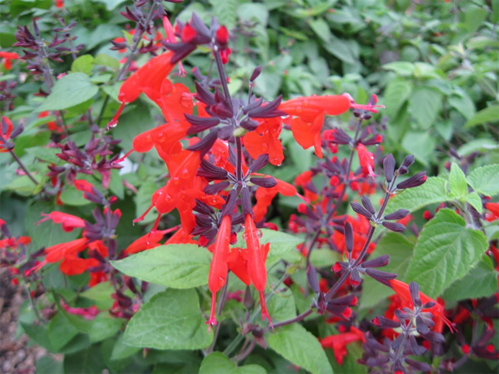 We may be wilting in this Texas heat, but these native South Texas