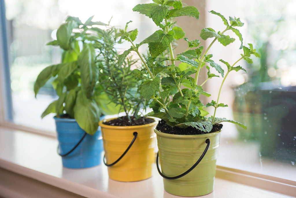 Kitchen herbs